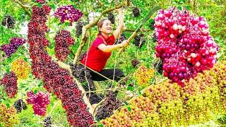 Harvesting Red Forest Grapes in the primeval forest with my disabled brother Goes to the market sell