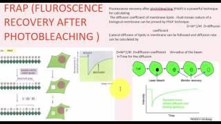 FRAP TO ANALYSE MOBILITY OF LIPIDS AND PROTEINS