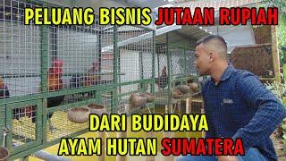 Peluang bisnis jutaan rupiah dari ternak ayam Hutan sumatra
