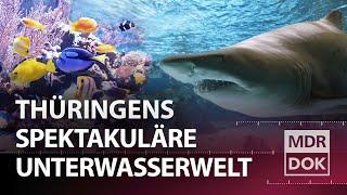 Haie im Thüringer Wald - Das Meeresaquarium Zella-Mehlis | Entdecke den Osten | MDR DOK