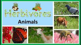 herbivores animals |list of herbivores animals |#herbivores |#etoddlers