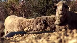 Amazing!!! Sheep Farming on a Large Scale