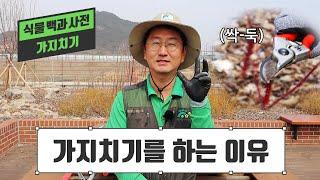 [식물백과사전] 왜 멀쩡한 나뭇가지를 잘라요? 가지치기의 모든 것!