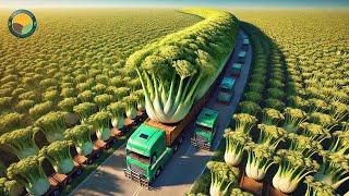 How Farmers Harvest Fennels: Cultivation Technology & Processing Factory | Farming Documentary