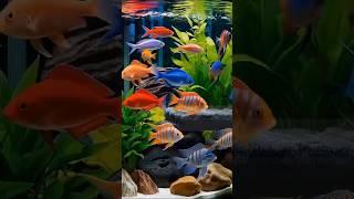 Vibrant Wonders: Nature's Most Colorful Fishes | Amazing Fishes | Colorful Fishes | Beautiful Fishes