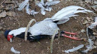 Wild Man: Create Amazing Trap to Catch Silver pheasant in The Jungle