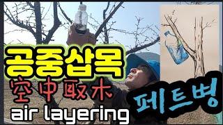 페트병 쉬운 공중삽목으로 원하는 나무얻는법.공중취목 air layering 空中取木 홀로 감자 심는법