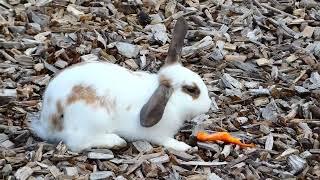 Kaninchen Bunny Wandern Niederösterreich Streichelzoo Wildgehege Tiere Naturpark Wildpark Hohe Wand