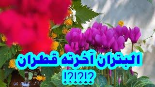 البتران_اخرته_قطران_قصه_حقيقيه_مصر ⁉️⁉️⁉️