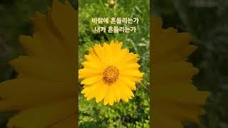 노란 코스모스 #김문수 #대선승리 #국민의힘 #정정당당 #파파미김문수 #서해피격사건 #이래진tv