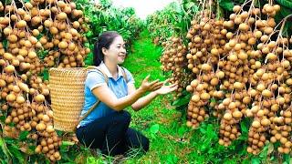 Harvesting Logan & Goes To Market Sell | Gardening And Cooking | Lý Tiểu Vân