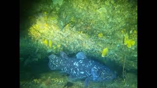 Daily Maverick Our Burning Planet: A Coelacanth in the Umzumbe Canyon, Kwazulu-Natal, South Africa