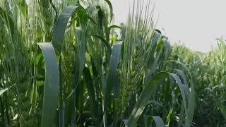 Wheat Farm | Agriculture | Free Stock Footage | Non Copyright Footages | NCF