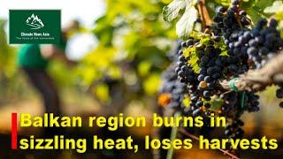 Balkan farmers face record heat, suffer harvest losses on low water supplies.