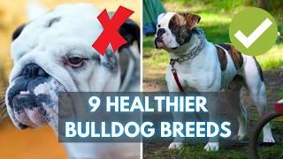 Looking for a Healthy Bulldog? Meet These 9 Fit Bulldog Breeds!