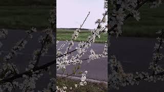 ياللي ناسيني - ليل المحمدي