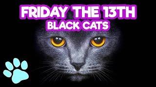 Friday the 13th Black Cats | Funny Cats Compilation | #thatpetlife