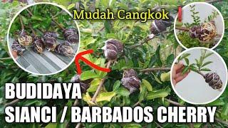 BUDIDAYA SIANCI/BARBADOS CHERRY UNTUK BAHAN BONSAI | PANEN CANGKOKAN