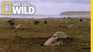 Sea Turtle Nesting Grounds | Wild Costa Rica