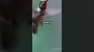 Buzzing Wonders: Incredible Hummingbird Facts! "