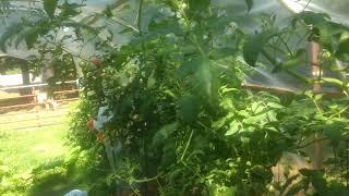 Blight free heirloom tomatoes