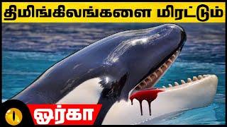 ஏன் திமிங்கிலங்கள் இதை கண்டு பயப்படுகின்றன? | Interesting Facts about Orca | Animaltube Tamil