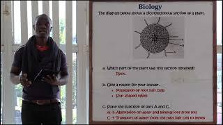 Dicotyledonnous Stem Section Question; Transport in Plants and Animals