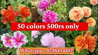 Portulaca Cuttings Available For Sale  -100 colors -Table rose - Pathumani - Whatsapp : 8248414402