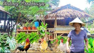 Tabo sa Jagna Bohol Merkado Palengke | Buhay Probinsya inayos ang bahay ng mga Manok @AmigaCha