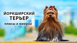 ЙОРКШИРСКИЙ ТЕРЬЕР. Плюсы и минусы породы собак йорик, йорк, Yorkshire Terrier