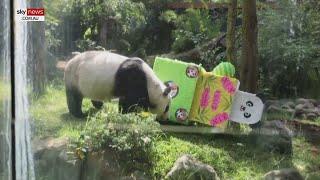 Giant panda celebrates 33rd birthday in Mexico City zoo