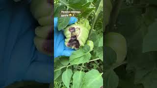 Что не зайдешь в огород так какие то новые приколы с томатами #помидоры #tomatogarden