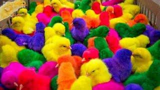 World Cute Chickens, Colorful Chickens, Rainbows Chickens, Cute Ducks, Cat, Rabbits,Cute Animals