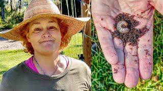 Getting The Grubs Out Of My Garden with Diatomaceous Earth (DE)