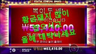 슬롯머신맛집 포탈슬롯 꿀잼 프라그마틱 골든피그 Golden Pig 프리스핀 미리보기 생활슬롯 먹고 즐기고 즐겁고 돼지잡고~~