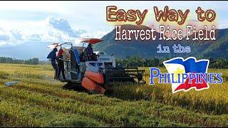 Easy Way to Harvest Rice Field in the Philippines || Harvester Machine Bukidnon