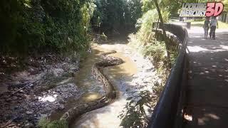 Titanoboa in the Park