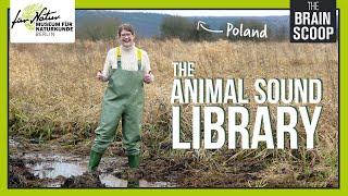 The Animal Sound Library