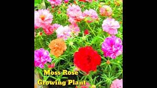 How to Flower।How To Grow Portulaca Or Moss Rose From Seeds । From Seed To Flower। shorts।Kapu Gamit