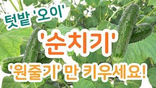 텃밭 '오이' 순치기! ※오이는 '원줄기(어미순)'만 키우세요! 곁순은 모두 제거합니다^^ #오이 #순치기 #오이순치기 #순지르기 #오이순지르기 #곁순 #영양생장 #생식생장