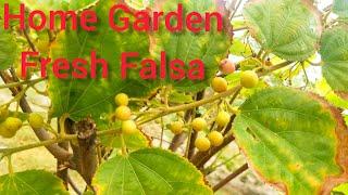 Home Garden Fresh Falsa|Own Grown Falsa