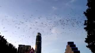 Bats emerging from Congress Ave Bridge in Austin.