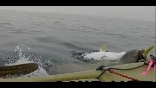 GoPro Seal attacking my Yellowtail...