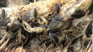 Carrion beetle larvae feeding