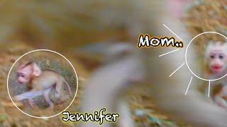 Old monkey wants baby Jennifer from July../ July Run your child alone..oh God…!!