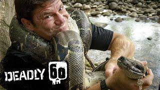 Steve STRANGLED By A Boa Constrictor! | Deadly 60 | BBC Earth Kids