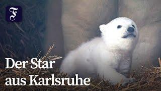 Erste Bilder vom Eisbär-Nachwuchs im Zoo Karlsruhe