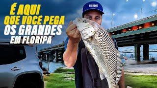 Como chegar no lugar dos peixes grandes em Florianópolis. Pescaria na ponte saiu os brutos! Incrível