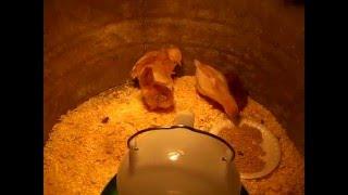 New Baby Chicks 2016 - 2 Rhode Island Red & 2 ISA Brown Pullets