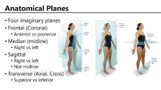 Anatomical Regions, Directions, and Planes